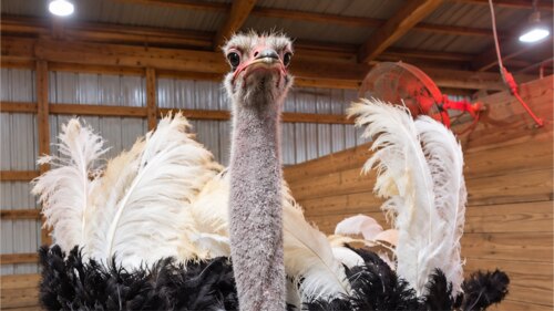 Dancing Ostrich