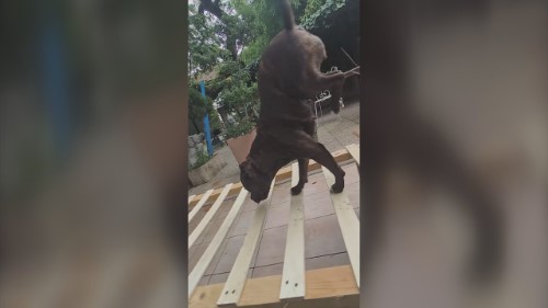 Doggie Daredevil